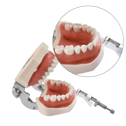 LYuen 100Pcs Polyester Matrix Bands – Dental Matrices for Interdental Spacing, Transparent 0.05mm Thin, Disposable Use Without Retainer (100mm×10mm)